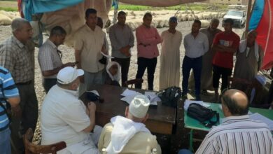 صورة “قطاع الأعمال”: بيع 32.8 ألف قنطار في مزادات القطن حتى الآن.. والترسية على شركات قطاع خاص 