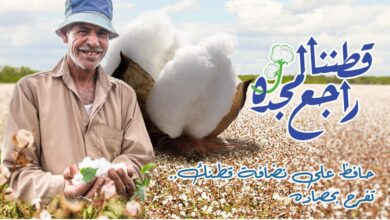 صورة “قطاع الأعمال”: بيع 40.1 ألف قنطار في مزادات القطن حتى الآن.. والترسية على شركات قطاع خاص 