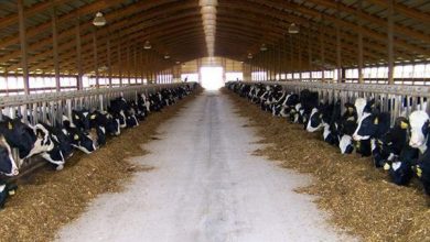 صورة الزراعة: إصدار 9000 ترخيص تشغيل لمشروعات الإنتاج الحيواني والداجني