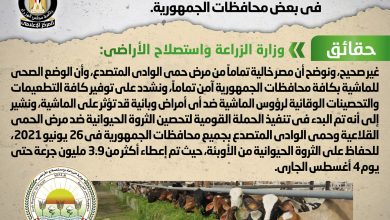 صورة الوزراء ينفى شائعة انتشار مرض حمى الوادي المتصدع بين الماشية في بعض محافظات الجمهورية