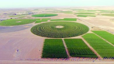صورة اتساع رقعة القطاع الزراعي وتوسع أنماط الزراعة الذكية في سلطنة عمان