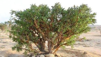 صورة سبتمبر المقبل وبمشاركة مصرية.. عُمان تستضيف المؤتمر الدولي حول اللبان والنباتات الطبية