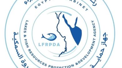صورة “جهاز حماية وتنمية البحيرات” يطلق الدفعة الثالثة من يرقات الجمبري في بحيرة قارون ـ الفيوم