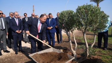 صورة رئيس هيئة الرقابة المالية وقيادات قطاع التأمين يزرعون مجموعة أشجار بمدينة شرم الشيخ كمساهمة في خفض الانبعاثات الكربونية