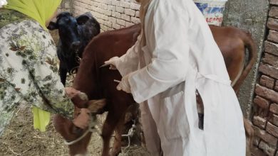 صورة “الزراعة”: تحصين أكثر من 2.2 مليون رأس ماشية ضد الحمى القلاعية والوادي المتصدع حتى الآن