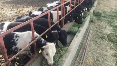 صورة “الزراعة” : 10.053 مليار جنيه تم ضخها ضمن المشروع القومي لإعادة إحياء البتلو حتى الآن