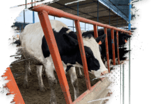 صورة تفاصيل ومزايا برنامج تمويل “مشروعات الثروة الحيوانية” من البنك الزراعي المصري