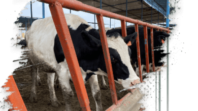 صورة تفاصيل ومزايا برنامج تمويل “مشروعات الثروة الحيوانية” من البنك الزراعي المصري