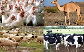 صورة وزير الزراعة : 860 ترخيص تشغيل لمشروعات الإنتاج الحيواني والداجني و 630 تسجيلة أعلاف