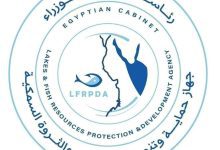 صورة جهاز حماية وتنمية البحيرات.. يواصل أعمال الحصاد ويحقق إنتاج 33 طنًا من مزرعة المنزلة السمكية