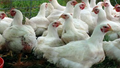 صورة الرقابة المالية تعتمد اندماج 5 شركات تابعة في «القاهرة للدواجن»