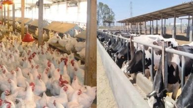 صورة “الزراعة” تصدر 916 ترخيص تشغيل لأنشطة ومشروعات الإنتاج الحيواني والداجني في فبراير الماضي