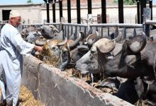 صورة وزير الزراعة : تمويل جديد للبتلو يدعم صغار المربين بـ57 مليون جنيه