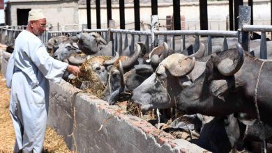 صورة وزير الزراعة : تمويل جديد للبتلو يدعم صغار المربين بـ57 مليون جنيه