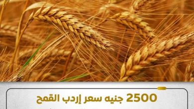 صورة رفع سعر توريد القمح إلى 2500 جنيه للإردب.. وبدء الموسم غدًا