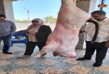 صورة الزراعة : لا تهاون مع المخالفين … ضربات رقابية مشددة لمواجهة ذبح “البتلو” خارج المجازر