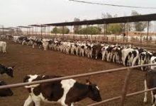 صورة 154 مليون جنيه تمويلات جديدة لمشروع البتلو لتعزيز إنتاج اللحوم ودعم صغار المربين