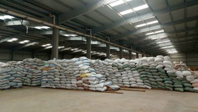 صورة البنك الزراعي المصري يُنهي استعداداته لاستقبال موسم توريد القمح 2026