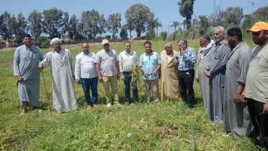 صورة الزراعة: لجان علمية تفحص شكوى تضرر محصول البطيخ بكفر الشيخ وتؤكد سلامة معظم المساحات