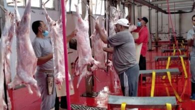 صورة المجازر الحكومية تستقبل أكثر من 35 ألف أضحية خلال عيد الأضحى